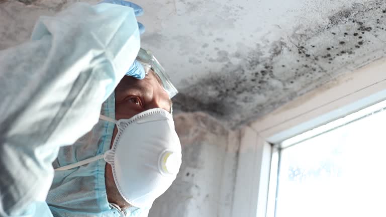 Best Mold Prevention Services  in El Jon, CA